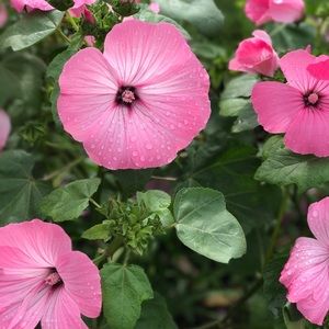 Meet your Posher, Celeste